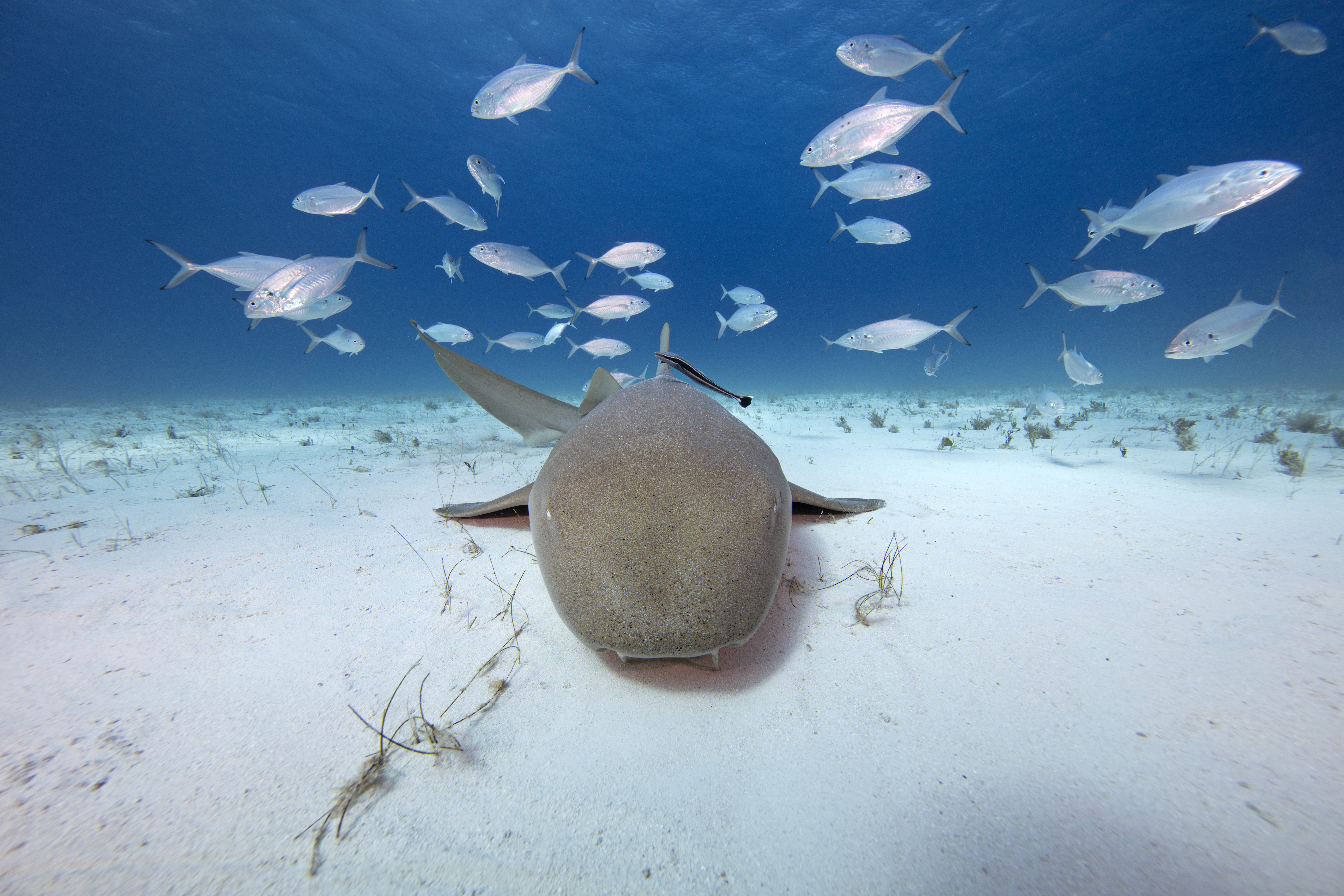 Nurse Shark